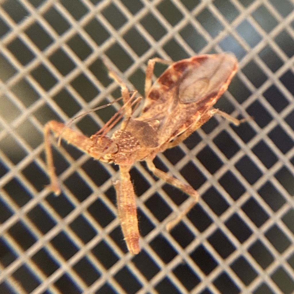 Acholla ampliata