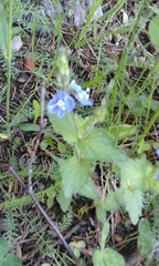 Veronica krylovii