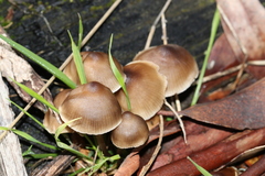 Mycena subgalericulata