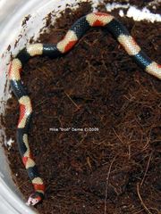 Micruroides euryxanthus