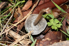 Mycena subgalericulata