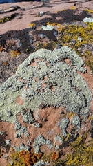 Lecanora argopholis