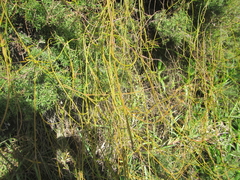 Cassytha paniculata
