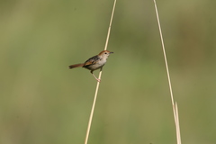 Cisticola lais monticola