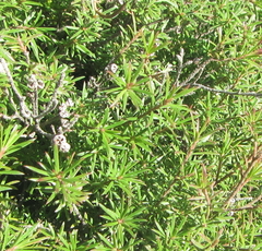 Kunzea linearis
