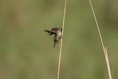 Cisticola lais monticola