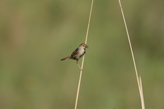 Cisticola lais monticola