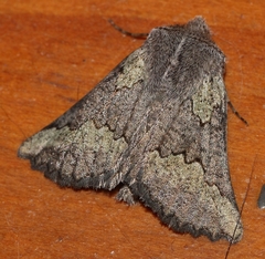 Drepanogynis interscripta