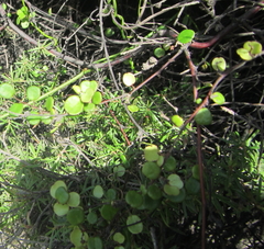 Muehlenbeckia complexa complexa