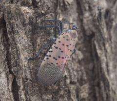Lycorma delicatula