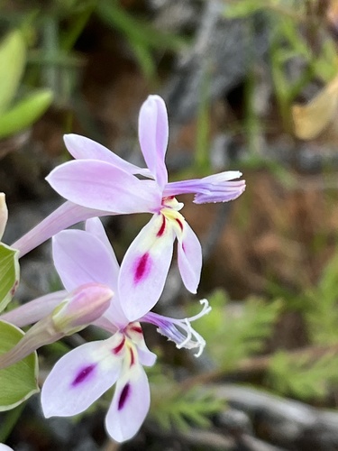 Lapeirousia angustifolia