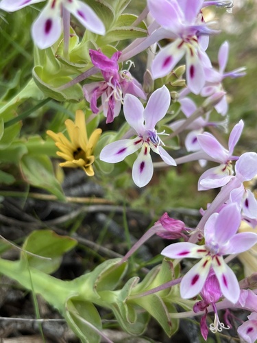 Lapeirousia angustifolia