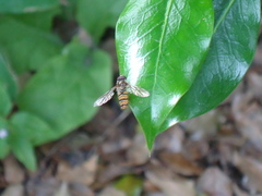 Episyrphus balteatus