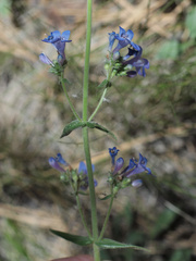 Penstemon humilis