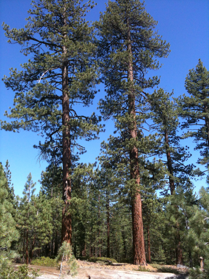 Jeffrey pine (Southern California) · iNaturalist