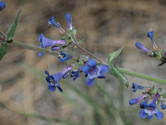 Penstemon humilis