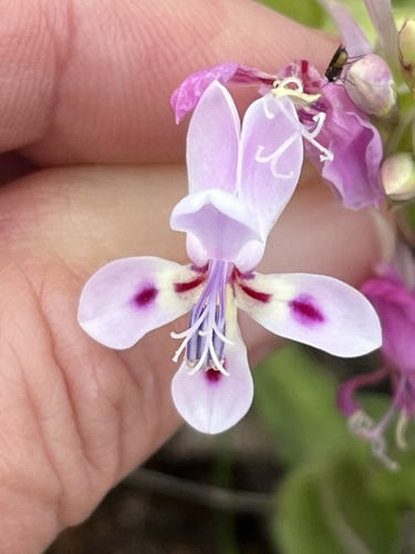 Image of Lapeirousia angustifolia by (c) Charleen Brunke, some rights reserved (CC BY)