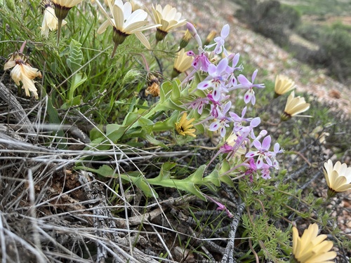 Lapeirousia angustifolia
