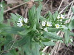 Buglossoides czernjajevii