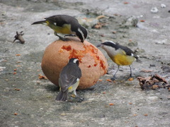 Coereba flaveola caboti