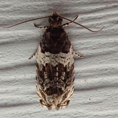 Olethreutes fasciatana