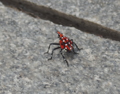 Lycorma delicatula