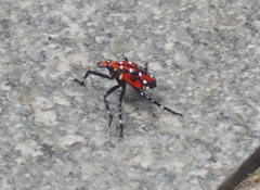 Lycorma delicatula