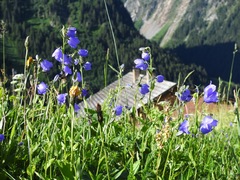 Campanula rhomboidalis