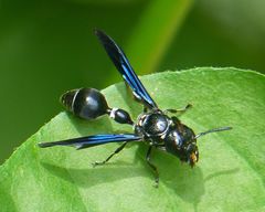 Zethus spinipes variegatus