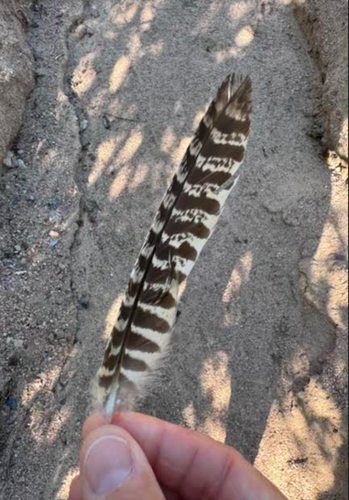 Plume de Engoulevent d'Amérique