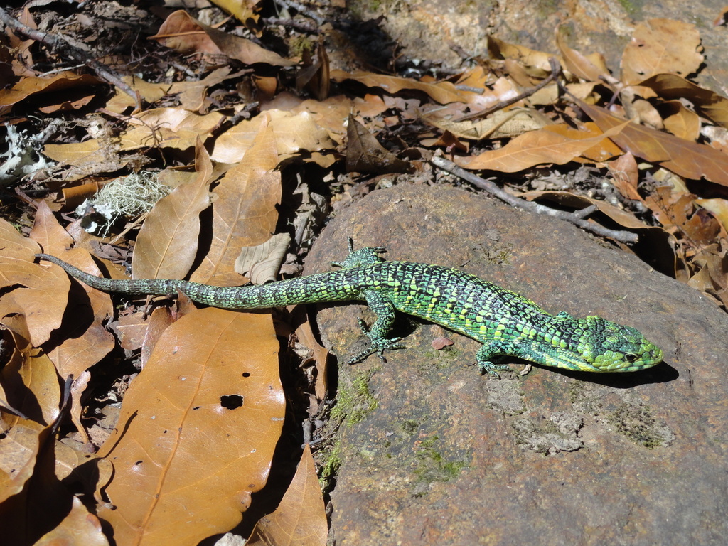 Mount Zempoaltepec Alligator Lizard