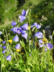Campanula rhomboidalis
