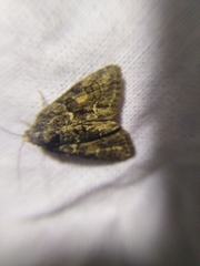 Cryphia fraudatricula