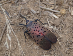 Lycorma delicatula