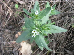 Buglossoides czernjajevii