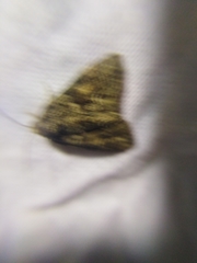 Cryphia fraudatricula