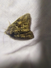 Cryphia fraudatricula