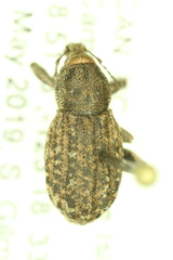 Dyslobus granicollis