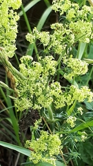 Galium × pomeranicum