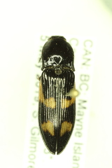 Selatosomus suckleyi