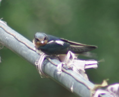 Hirundo rustica