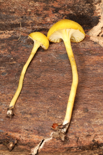 Hygrocybe parvula