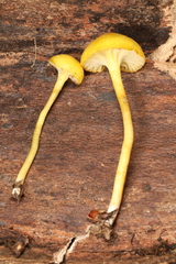 Hygrocybe parvula