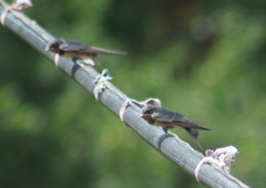 Hirundo rustica
