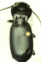 Pterostichus lama