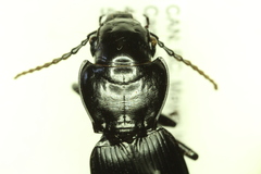 Pterostichus lama