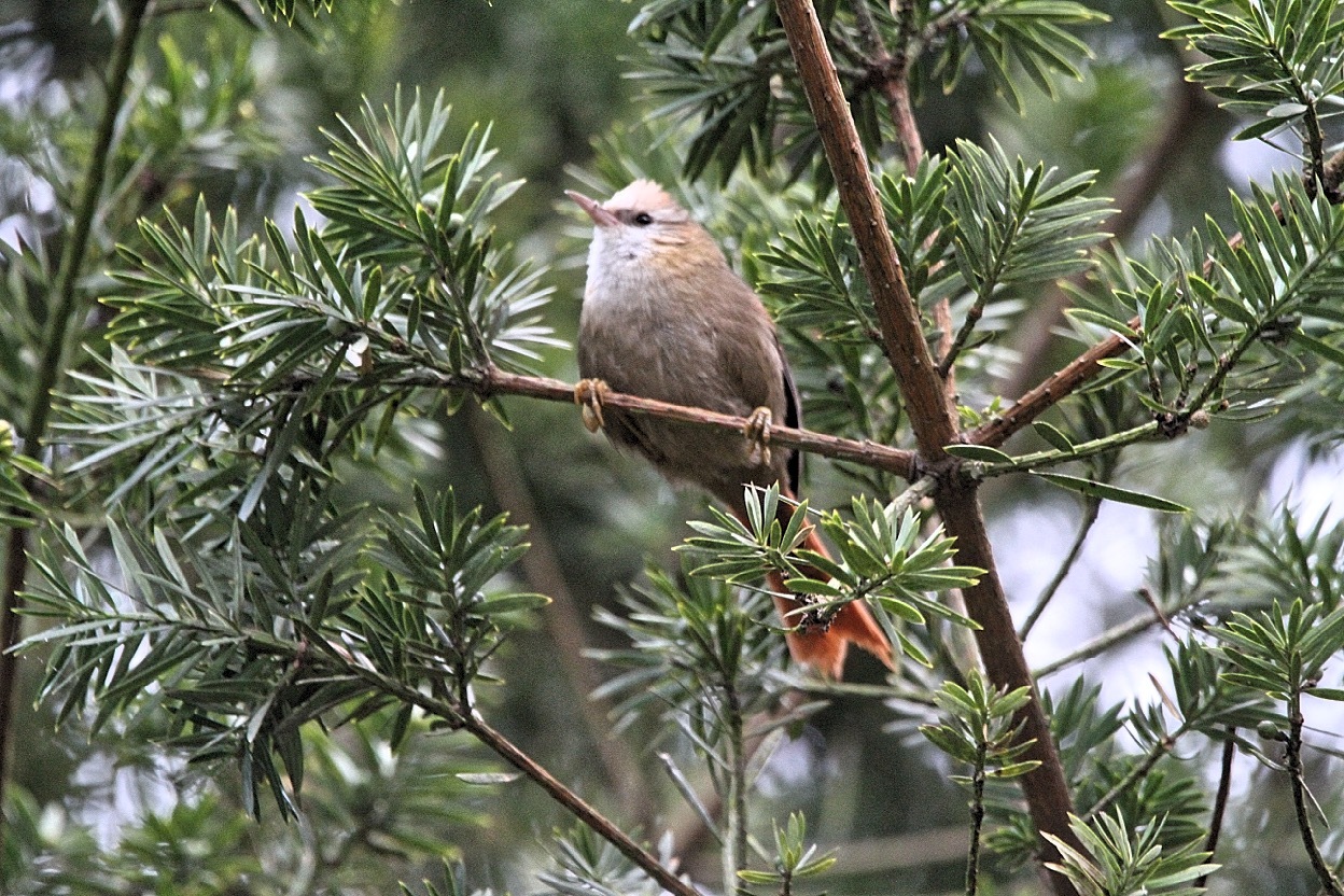 Creamy-crested Spinetail (Cranioleuca albicapilla), photo 9