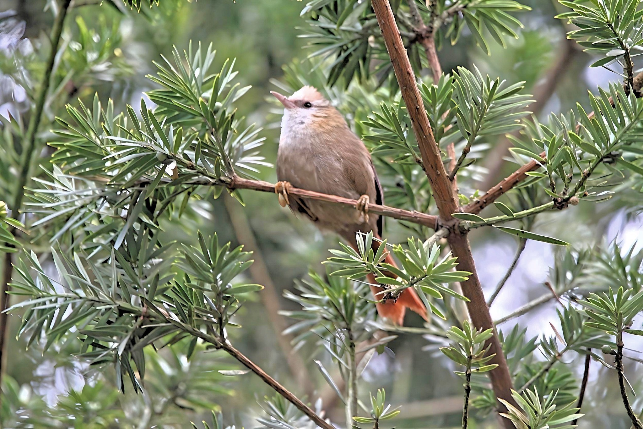 Creamy-crested Spinetail (Cranioleuca albicapilla), photo 8