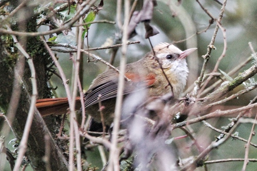 Creamy-crested Spinetail (Cranioleuca albicapilla), photo 10