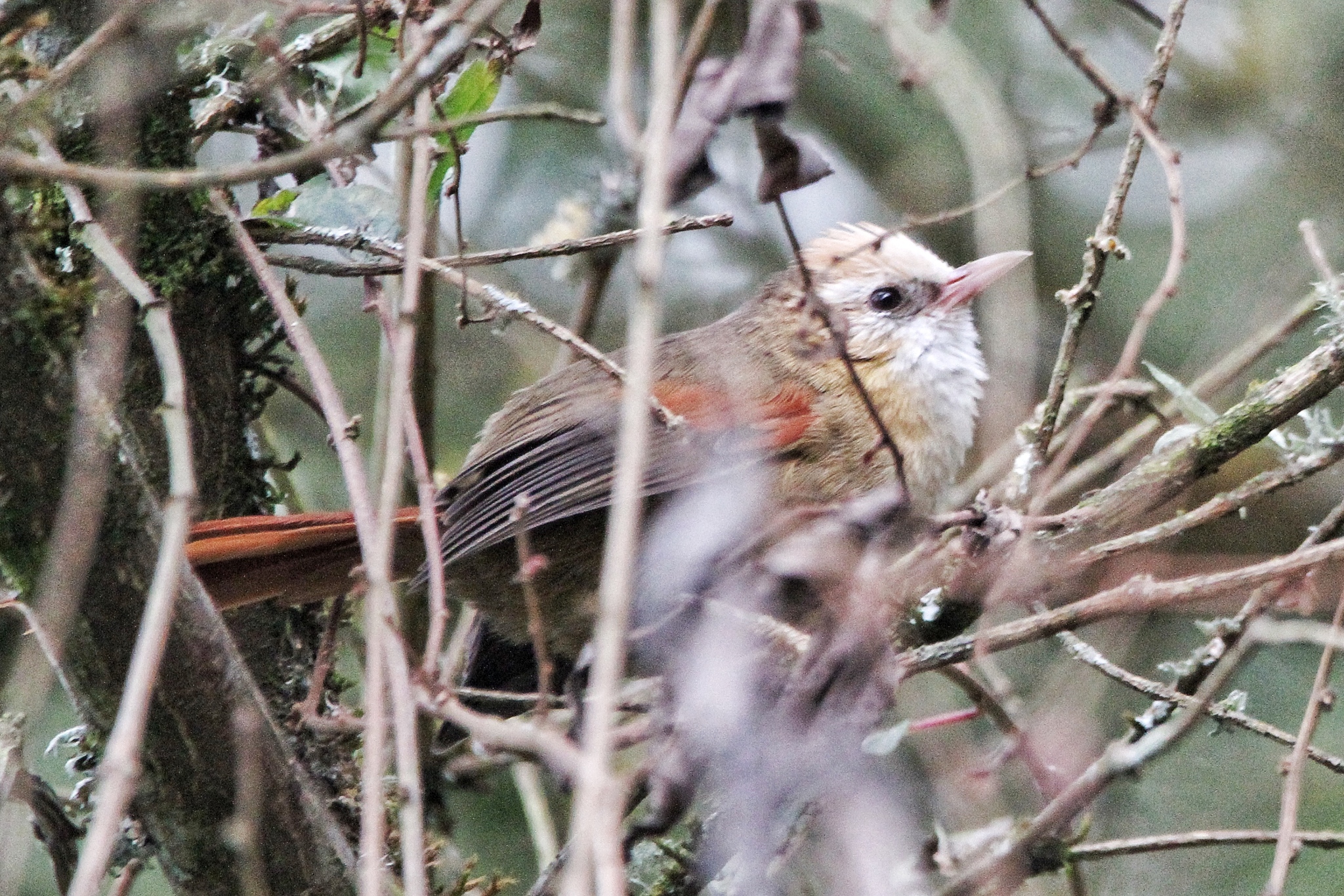 Creamy-crested Spinetail (Cranioleuca albicapilla), photo 10